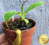 COLLECTORS ITEM 🌟 Nepenthes Ventrata 📏 6-8cm > Exact plant pictured
