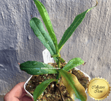 COLLECTORS ITEM 🌟 Nepenthes (Bongso x Inermis) x Talangensis #05 > Exact plant pictured