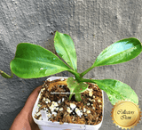 Carnivorous plant for sale:  Nepenthes (Bongso x Inermis) x Truncata 13-15cm Special Import ex Wistuba