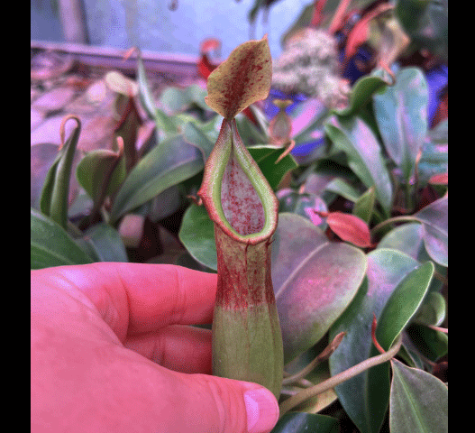 Carnivorous plant for sale:  Nepenthes (Bongso x Inermis) x Truncata 13-15cm Special Import ex Wistuba