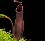Carnivorous plant for sale:  Nepenthes (Bongso x Inermis) x Truncata 13-15cm Special Import ex Wistuba