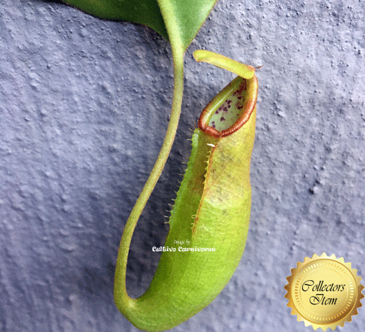 COLLECTORS ITEM 🌟 Nepenthes (Bongso x Inermis) x Truncata AW #06 > Exact plant pictured