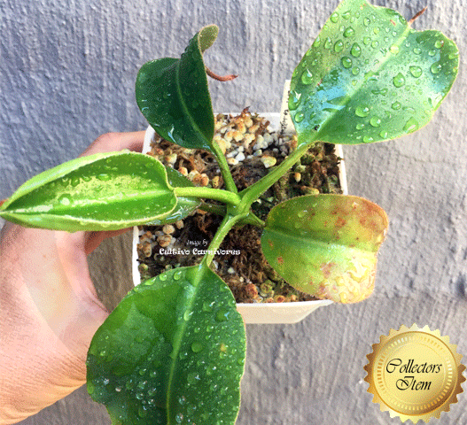 Nepenthes (Bongso x Inermis) x (Ephippiata x Maxima) · Seed grown · Wistuba