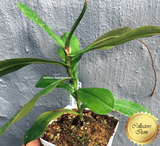 COLLECTORS ITEM 🌟 Nepenthes (Bongso x Inermis) x Sibuyanensis AW #02 > Exact plant pictured
