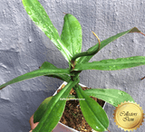 COLLECTORS ITEM 🌟 Nepenthes (Bongso x Inermis) x Sibuyanensis AW #02 > Exact plant pictured