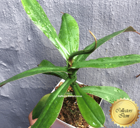 COLLECTORS ITEM 🌟 Nepenthes (Bongso x Inermis) x Sibuyanensis AW #02 > Exact plant pictured