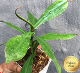 COLLECTORS ITEM 🌟 Nepenthes (Bongso x Inermis) x Sibuyanensis AW #02 > Exact plant pictured