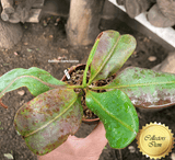 SPECIAL IMPORT 🌟 Nepenthes (Campanulata x Maxima) x Predator ex Wistuba 📏 18-20cm