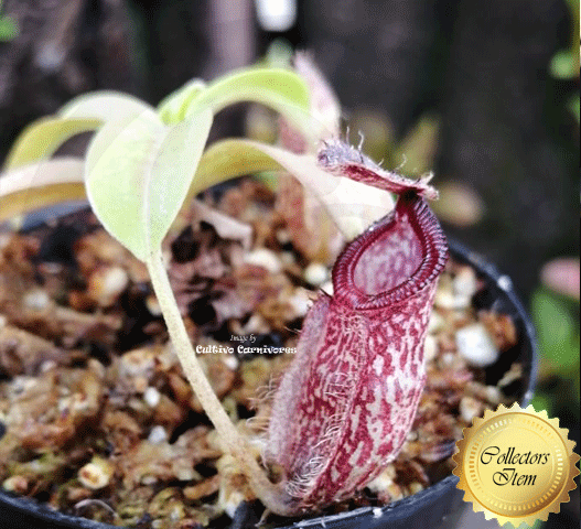 Nepenthes Lady Pauline × Hamata · Tropical Pitcher Plant · Collectors Item