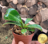 COLLECTORS ITEM 🌟 Nepenthes (Mollis x Veitchii) x Veitchii AW 📏 10-12cm > Exact plant pictured