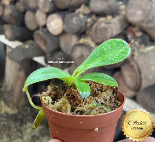 COLLECTORS ITEM 🌟 Nepenthes (Spathulata x Adnata) x Eymae (Katopasa) AW 📏 8-10cm > Exact plant pictured