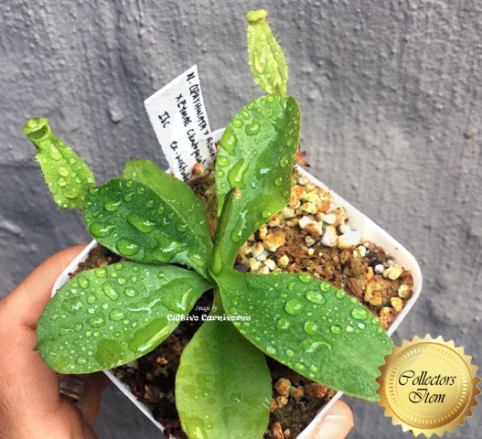 Nepenthes (spathulata × adnata) × eymae (Katopasa) • Seed grown • Wistuba