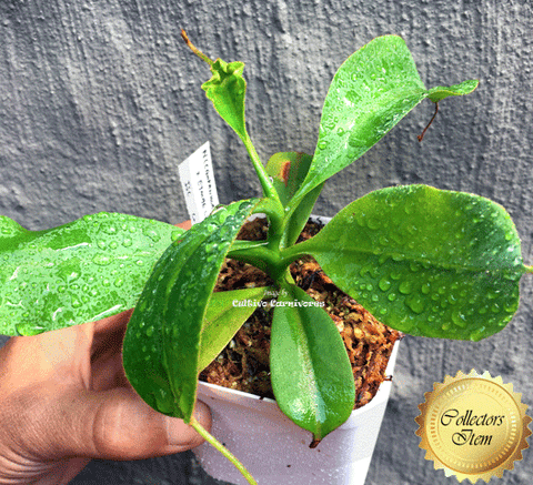COLLECTORS ITEM 🌟 Nepenthes (Campanulata x Maxima) x Eymae (Katopasa) AW #9 > Exact plant pictured