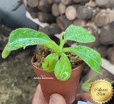 COLLECTORS ITEM 🌟 Nepenthes (Spathulata x Spectabilis) x (Veitchii x Lowii) AW 📏 10-12cm > Exact plant pictured