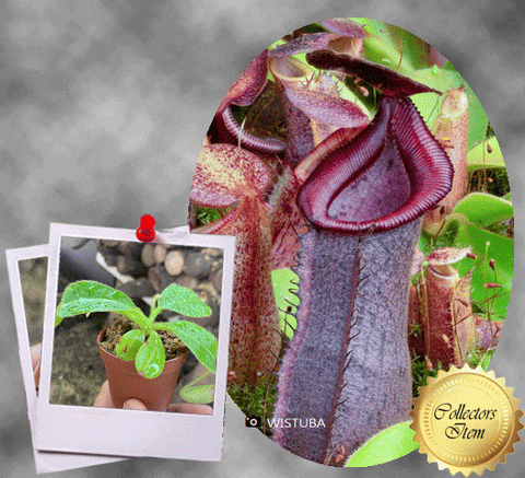 COLLECTORS ITEM 🌟 Nepenthes (Spathulata x Spectabilis) x (Veitchii x Lowii) AW 📏 10-12cm > Exact plant pictured
