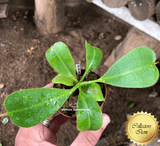COLLECTORS ITEM 🌟 Nepenthes (Spathulata x Spectabilis) x (Veitchii x Lowii) AW 📏 15-18cm > Exact plant pictured