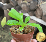 SPECIAL IMPORT 🌟 Nepenthes (Spathulata x Spectabilis) x (Veitchii x Lowii) ex Wistuba 📏 6-8cm