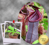 SPECIAL IMPORT 🌟 Nepenthes (Spathulata x Spectabilis) x (Veitchii x Lowii) ex Wistuba 📏 6-8cm