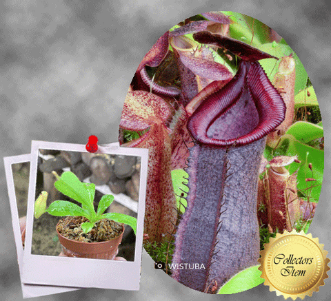 SPECIAL IMPORT 🌟 Nepenthes (Spathulata x Spectabilis) x (Veitchii x Lowii) ex Wistuba 📏 6-8cm