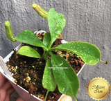 COLLECTORS ITEM 🌟 Nepenthes (Spathulata x Spectabilis) x (Veitchii x Lowii) AW #16 > Exact plant pictured