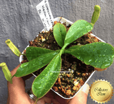 COLLECTORS ITEM 🌟 Nepenthes (Spathulata x Spectabilis) x (Veitchii x Lowii) AW #16 > Exact plant pictured