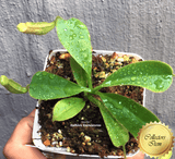 COLLECTORS ITEM 🌟 Nepenthes (Spathulata x Spectabilis) x (Veitchii x Lowii) AW #16 > Exact plant pictured