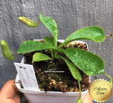 COLLECTORS ITEM 🌟 Nepenthes (Spathulata x Spectabilis) x (Veitchii x Lowii) AW #16 > Exact plant pictured