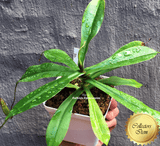 COLLECTORS ITEM 🌟 Nepenthes (Spathulata x Adnata) x Sibuyanensis AW #12 > Exact plant pictured