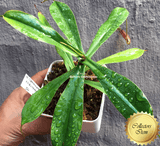 COLLECTORS ITEM 🌟 Nepenthes (Spathulata x Adnata) x Sibuyanensis AW #12 > Exact plant pictured