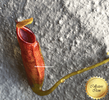 COLLECTORS ITEM 🌟 Nepenthes (Spathulata x Adnata) x Sibuyanensis AW #12 > Exact plant pictured