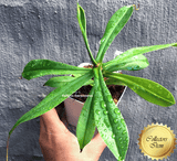 COLLECTORS ITEM 🌟 Nepenthes (Spathulata x Adnata) x Sibuyanensis AW #13 > Exact plant pictured