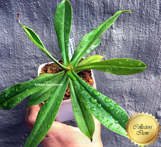 Nepenthes (spathulata × adnata) × sibuyanensis • Seed grown • Wistuba