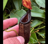 COLLECTORS ITEM 🌟 Nepenthes (Bongso x Inermis) x Sibuyanensis AW #02 > Exact plant pictured