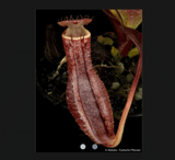 COLLECTORS ITEM 🌟 Nepenthes (Boschiana x Clipeata) x (Lowii x Clipeata) AW #8 > Exact plant pictured