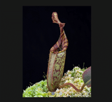 EARLY ACCESS > Nepenthes (burbidgeae x veitchii) x mollis AW * ISC * 10-12cm (bareroot)