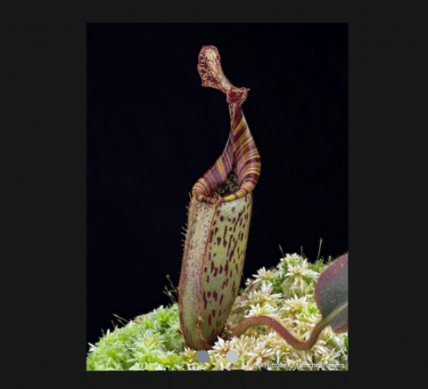 EARLY ACCESS > Nepenthes (burbidgeae x veitchii) x mollis AW * ISC * 10-12cm (bareroot)
