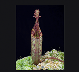 EARLY ACCESS > Nepenthes (burbidgeae x veitchii) x mollis AW * ISC * 10-12cm (bareroot)