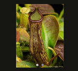 SPECIAL IMPORT 🌟 Nepenthes (Campanulata x Maxima) x Predator ex Wistuba 📏 18-20cm
