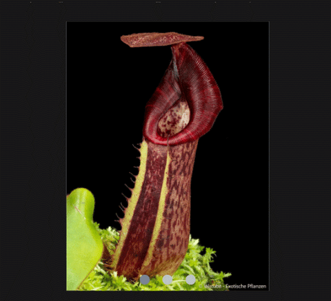EARLY ACCESS > Nepenthes (clipeata x eymae) x (veitchii x lowii) AW * ISC * 16-18cm (bareroot)