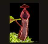EARLY ACCESS > Nepenthes (clipeata x eymae) x (veitchii x lowii) AW * ISC * 16-18cm (bareroot)