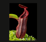 EARLY ACCESS > Nepenthes (clipeata x eymae) x (veitchii x lowii) AW * ISC * 16-18cm (bareroot)