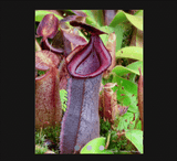 COLLECTORS ITEM 🌟 Nepenthes (Spathulata x Spectabilis) x (Veitchii x Lowii) AW 📏 10-12cm > Exact plant pictured