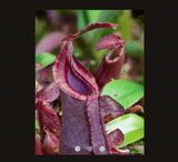 COLLECTORS ITEM 🌟 Nepenthes (Spathulata x Spectabilis) x (Veitchii x Lowii) AW #16 > Exact plant pictured