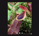 COLLECTORS ITEM 🌟 Nepenthes (Spathulata x Spectabilis) x (Veitchii x Lowii) AW 📏 10-12cm > Exact plant pictured