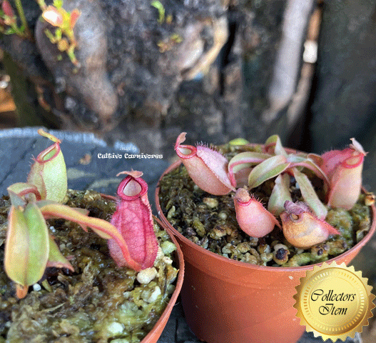 Nepenthes (Viking x Ampullaria Red Stripe) x Ampullaria Black Miracle • Seed grown • Limited Release