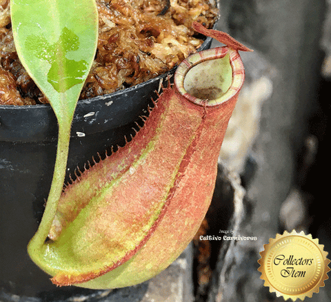 TROPICAL PITCHER PLANT: Nepenthes Ampullaria x Reinwardtiana BE3938 for sale | Buy carnivorous plants and seeds online @ South Africa's leading online plant nursery, Cultivo Carnivores