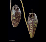 SPECIAL IMPORT 🌟 Nepenthes Aristolochioides (Sumatra) ex Wistuba 📏 13-15cm