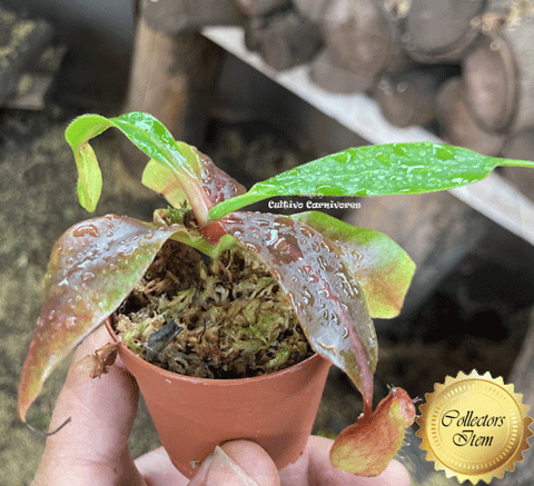 COLLECTORS ITEM 🌟 Nepenthes Boschiana (Meratus Mts, South Kalimantan) * BCP 📏 12-14cm > Exact plant pictured