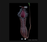 EARLY ACCESS > Nepenthes boschiana x adrianii AW * ISC * 30-35cm (bareroot)