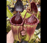 COLLECTORS ITEM 🌟 Nepenthes Burbidgeae x Lowii AW #25 > Exact plant pictured